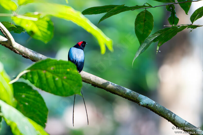 Manakin fastueux