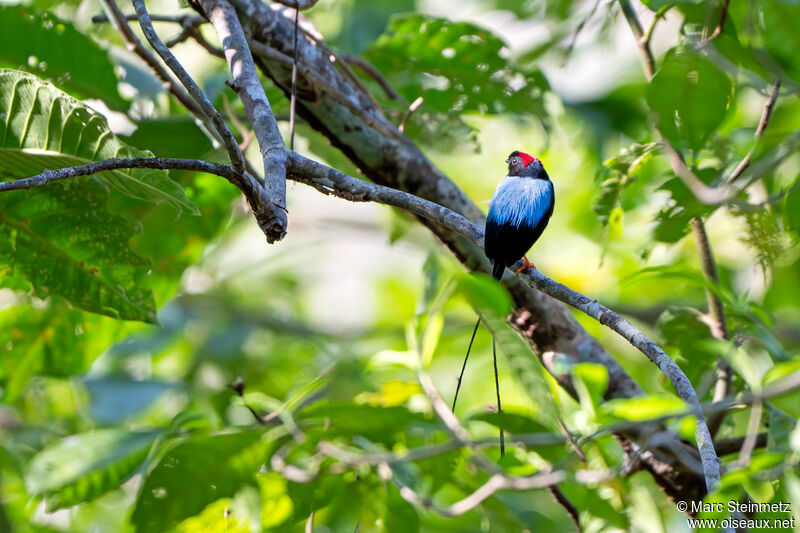 Manakin fastueux