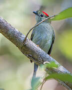 Long-tailed Manakin