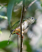 Long-tailed Manakin