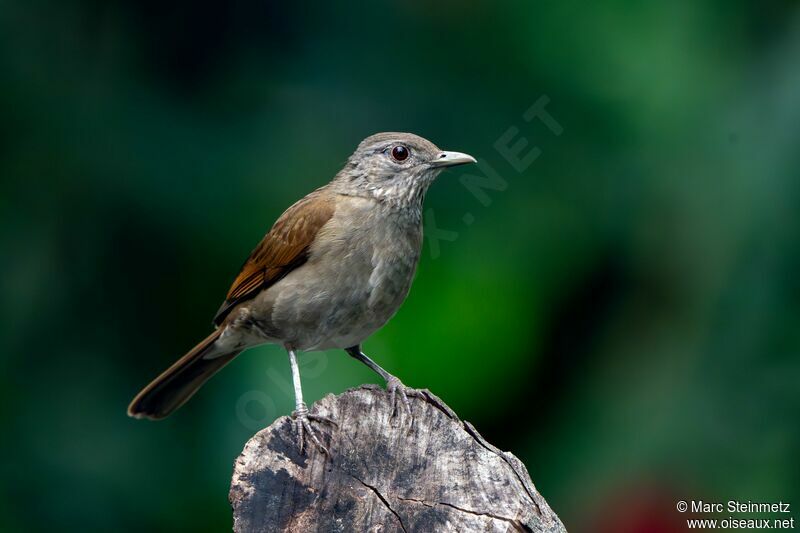 Pale-breasted Thrush