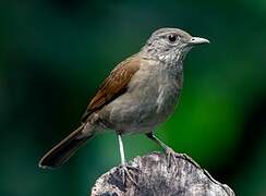 Pale-breasted Thrush