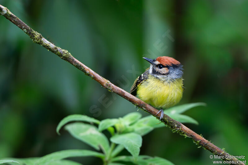 Rufous-crowned Tody-Flycatcher