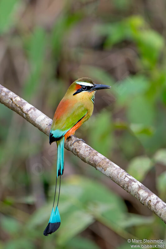 Motmot à sourcils bleus