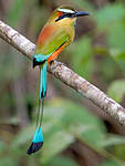 Motmot à sourcils bleus