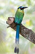 Motmot d'Équateur