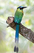 Motmot d'Équateur