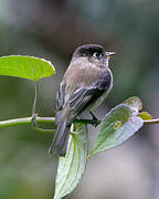 Black-capped Flycatcher