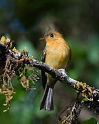 Northern Tufted Flycatcher