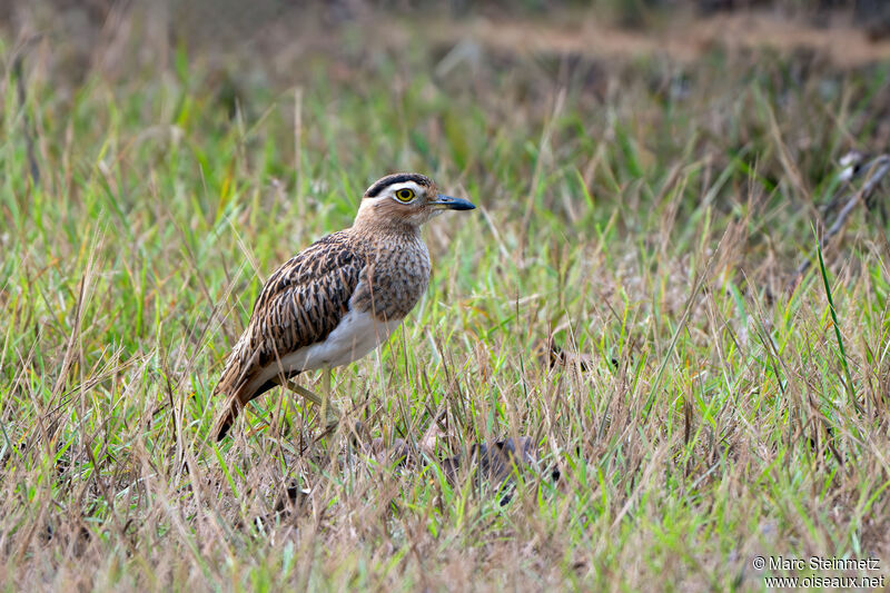 Double-striped Thick-knee