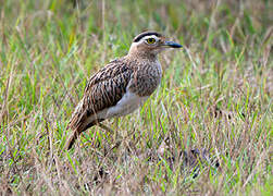 Double-striped Thick-knee