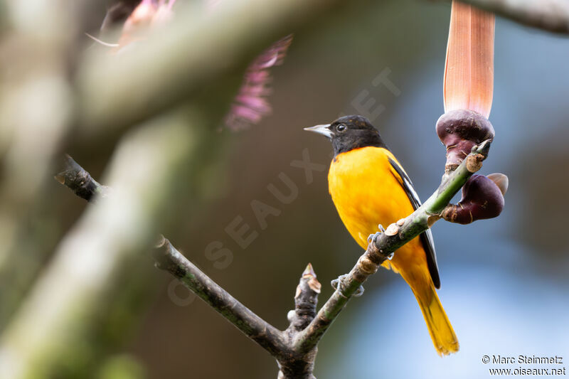 Baltimore Oriole