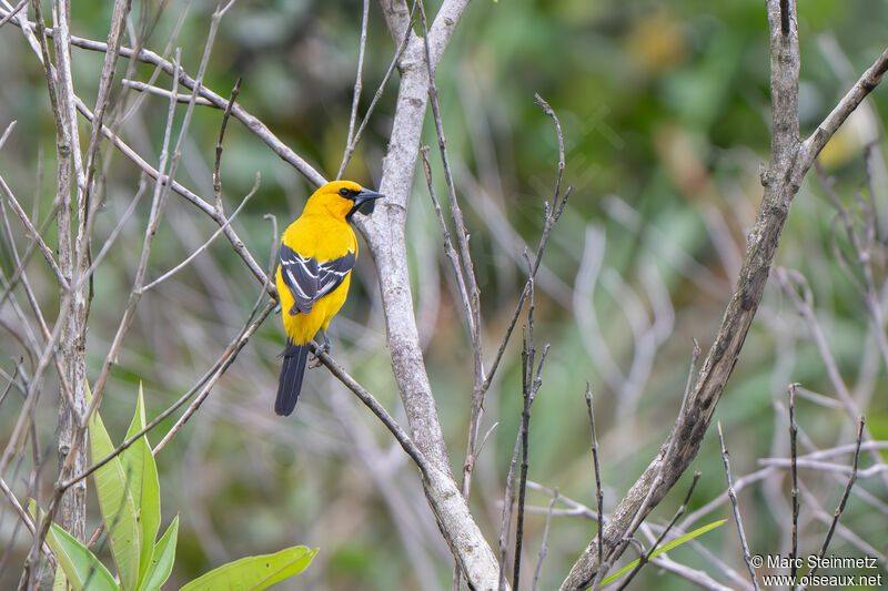 Oriole jaune