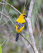 Yellow Oriole