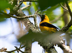 Yellow-backed Oriole