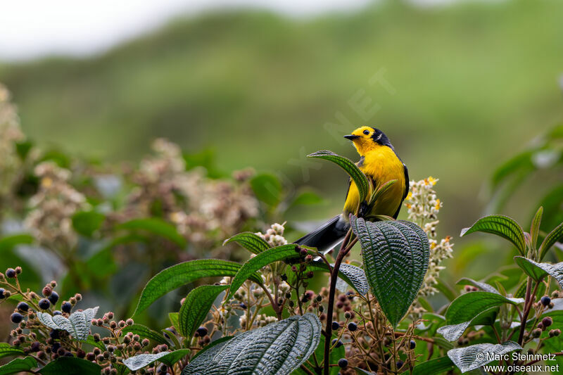 Golden-fronted Whitestart