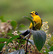 Golden-fronted Whitestart