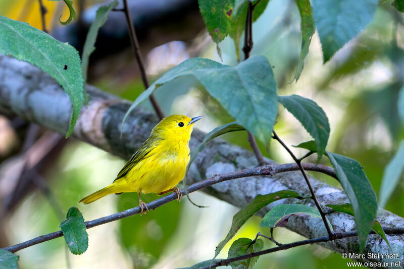 Paruline jaune