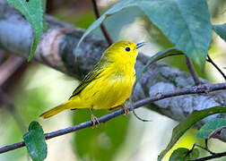 Paruline jaune