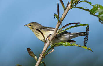 Paruline rayée