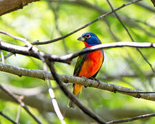 Painted Bunting