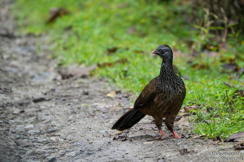 Andean Guan