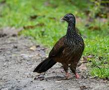 Andean Guan