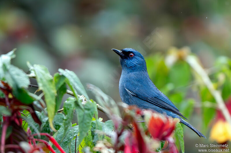 Bluish Flowerpiercer