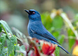 Bluish Flowerpiercer