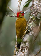 Rufous-winged Woodpecker