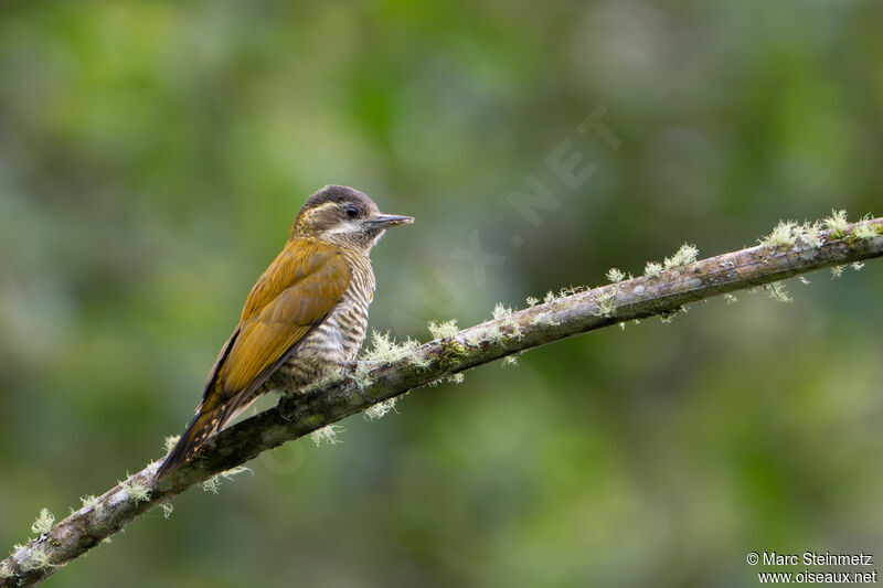 Bar-bellied Woodpecker female