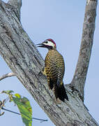 Spot-breasted Woodpecker