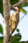 Spot-breasted Woodpecker