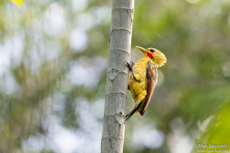 Cream-colored Woodpecker