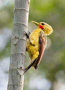 Cream-colored Woodpecker