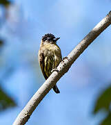 Olivaceous Piculet