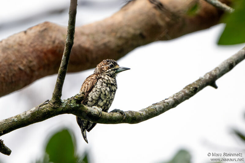 Scaled Piculet