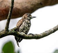 Scaled Piculet