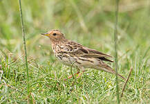 Pipit à gorge rousse