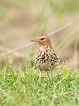 Pipit à gorge rousse