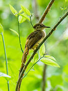 Tropical Royal Flycatcher