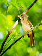 Tropical Royal Flycatcher