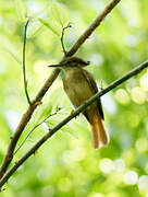 Tropical Royal Flycatcher