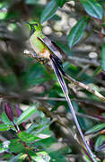 Black-tailed Trainbearer