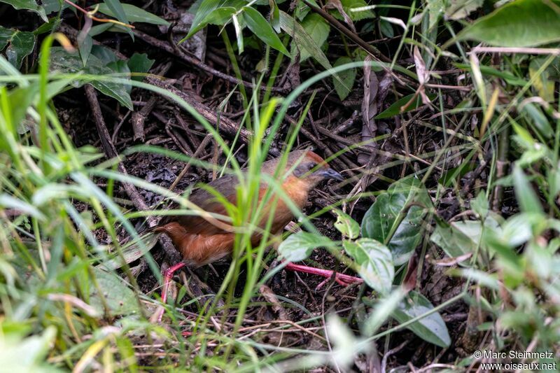 Russet-crowned Crake