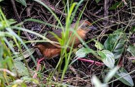 Russet-crowned Crake