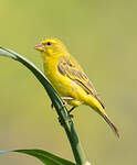 Serin soufré