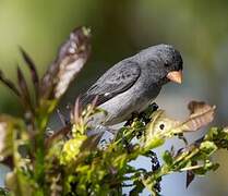 Grey Seedeater