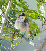 Yellow-chinned Spinetail