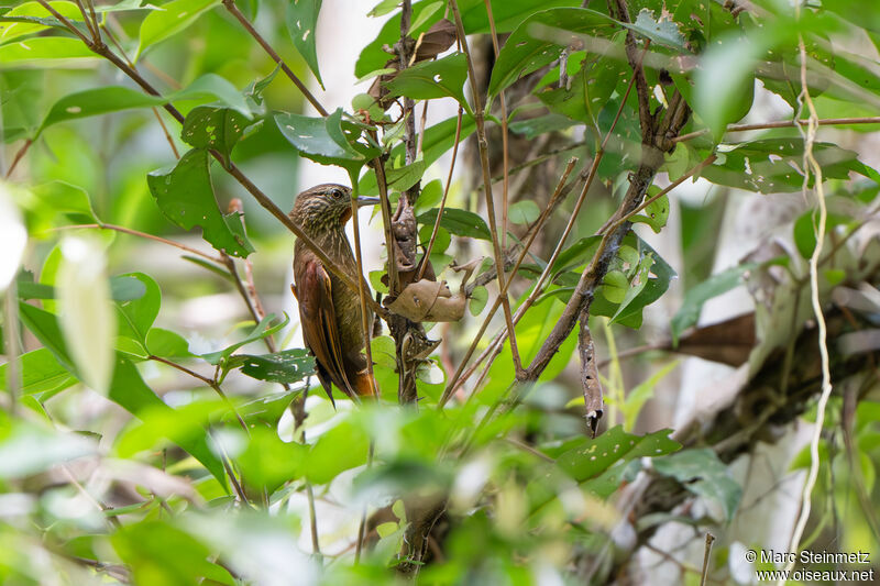 Orinoco Softtail